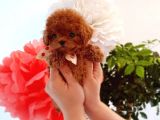 Mini Safkan Red Brownn Toy Poodle Yavrularimiz