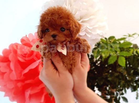 Mini Safkan Red Brownn Toy Poodle Yavrularimiz