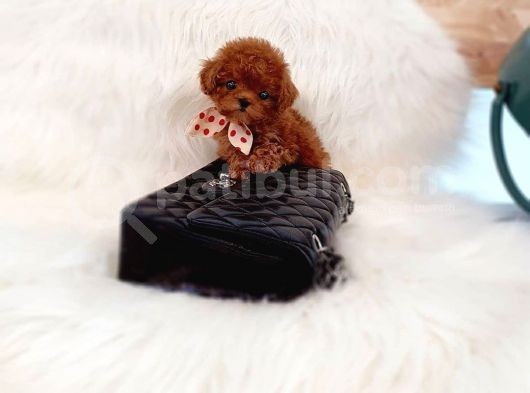 Mini Safkan Red Brownn Toy Poodle Yavrularimiz görsel