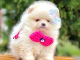 Minicik Pomeranian Boo Yavruları