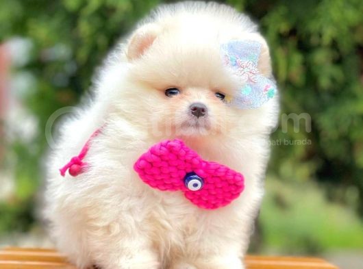 Minicik Pomeranian Boo Yavruları görsel