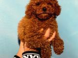 2 Aylık Erkek Ve Dişi Toy Poodle Bebekler