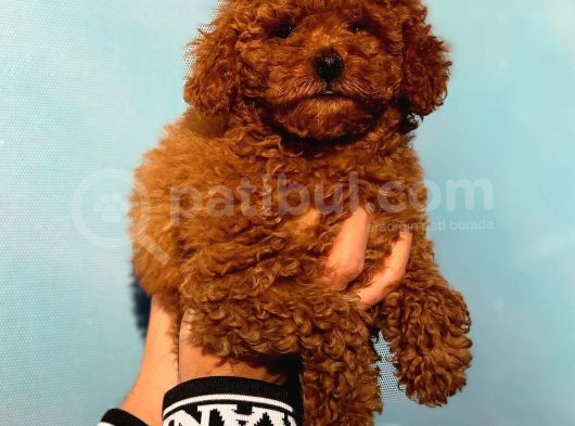 2 Aylık Erkek Ve Dişi Toy Poodle Bebekler görsel