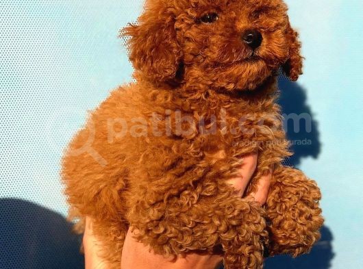 2 Aylık Erkek ve Dişi Toy Poodle Bebekler