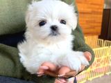 Mi̇ni̇ Boy Maltese Terri̇er