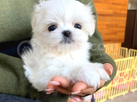 Mi̇ni̇ Boy Maltese Terri̇er