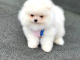 Pomerani̇an Boo Teddy Face Mi̇ni̇ Erkek Yavrumuz