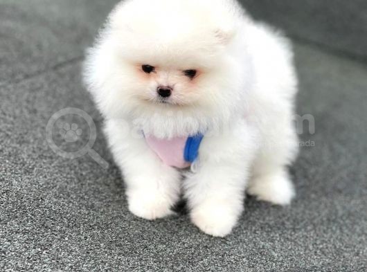 Pomerani̇an Boo Teddy Face Mi̇ni̇ Erkek Yavrumuz