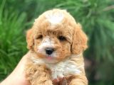 Xxs En İyi̇ Görsele Sahi̇p Gerçek Malti̇poo (Tüy Dökmez )