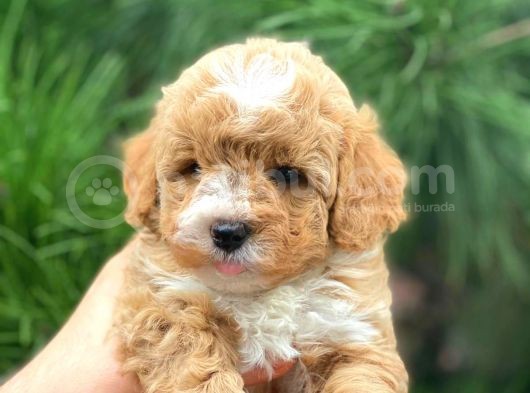 Xxs En İyi̇ Görsele Sahi̇p Gerçek Malti̇poo (Tüy Dökmez ) görsel