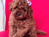 Safkan Toy Poodle Yavrularımız