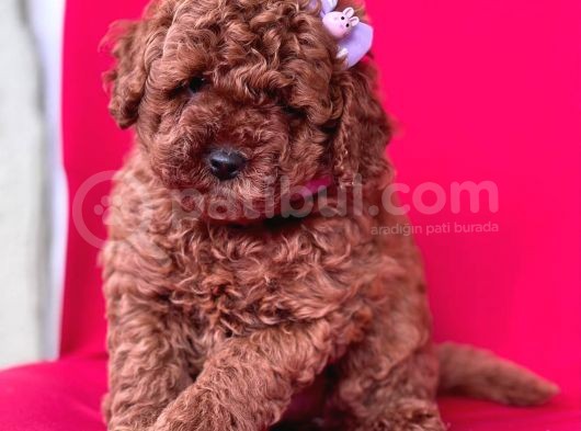 Safkan Toy Poodle Yavrularımız görsel