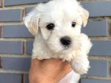 Maltese Terier 2 Aylık Dişi