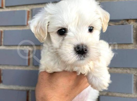 Maltese Terier 2 Aylık Dişi görsel