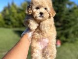 Safkan Toy Poodle Yavrularimiz