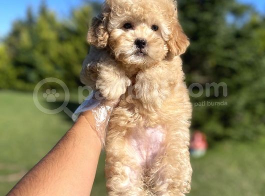 Safkan Toy Poodle Yavrularimiz