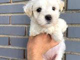 Maltese Terier 2 Aylık Dişi