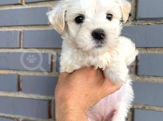 Maltese Terier 2 Aylık Dişi