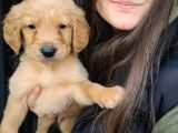 Golden Yavrusu Bursa Köpek Okulu