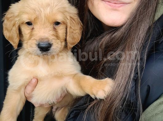 Golden Yavrusu Bursa Köpek Okulu görsel