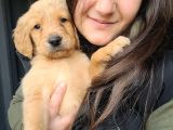 Golden Yavrusu Bursa Köpek Okulu