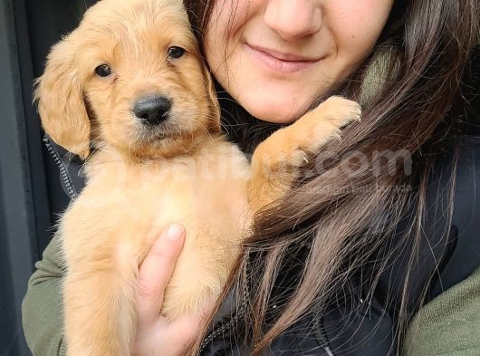 Golden Yavrusu Bursa Köpek Okulu görsel