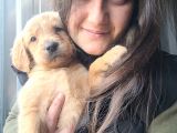 Golden Yavrusu Bursa Köpek Okulu