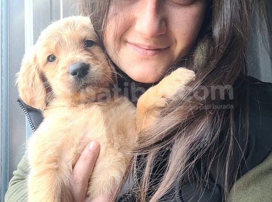 Golden Yavrusu Bursa Köpek Okulu