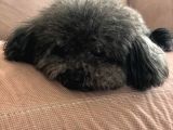 Yetişkin Dişi Silver Toy Poodle 2.5 Kg