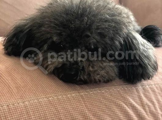 Yetişkin Dişi Silver Toy Poodle 2.5 Kg