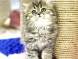 Golden British Longhair