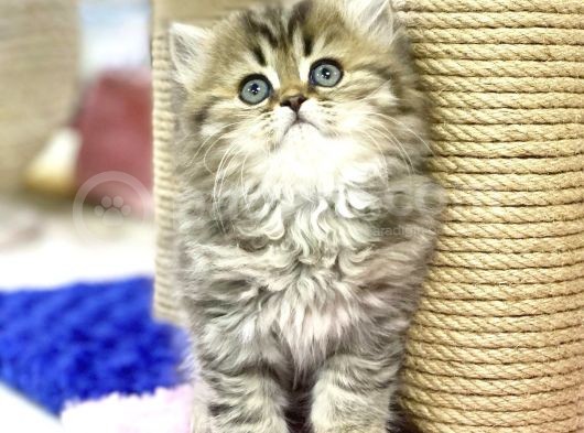 Golden British Longhair