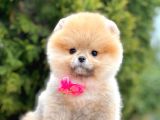 Safkan Teddy Surat Pomeranian Boo Yavrularımız