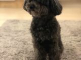 Yetişkin Dişi Silver Toy Poodle 2.5 Kg
