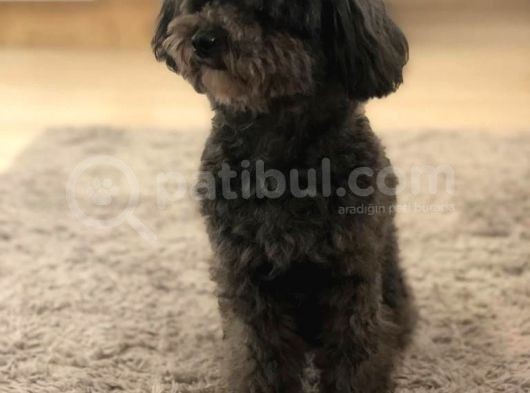 Yetişkin Dişi Silver Toy Poodle 2.5 Kg görsel