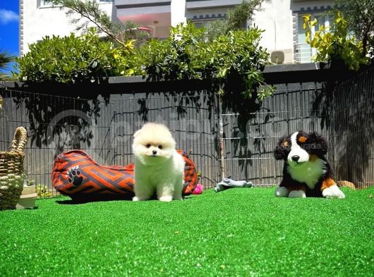 Irk Ve Sağlık Garantili Pomeranian Boo Yavrularımız görsel