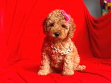 Safkan Toy Poodle Yavrularımız