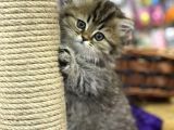 Golden British Longhair