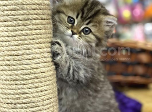 Golden British Longhair görsel