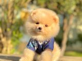 Safkan Teddy Surat Pomeranian Boo Yavrularımız