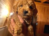 Dişi Red Toy Poodle