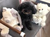 Yetişkin Dişi Silver Toy Poodle 2.5 Kg