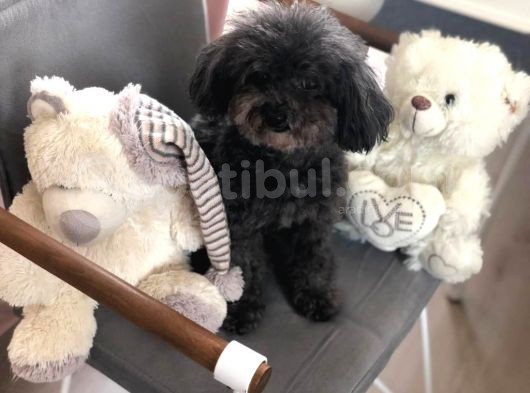 Yetişkin Dişi Silver Toy Poodle 2.5 Kg görsel