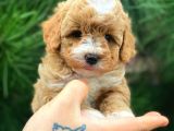 Xxs En İyi̇ Görsele Sahi̇p Gerçek Malti̇poo (Tüy Dökmez )