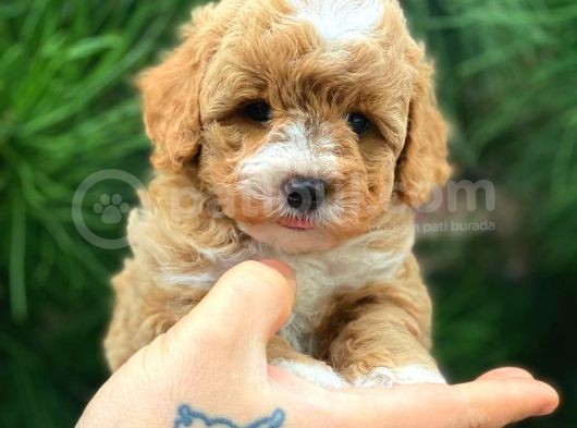 Xxs En İyi̇ Görsele Sahi̇p Gerçek Malti̇poo (Tüy Dökmez ) görsel