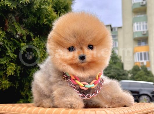 Safkan Teddy Surat Pomeranian Boo Yavrularımız görsel