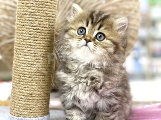 Golden British Longhair görsel