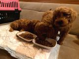 Dişi Red Toy Poodle