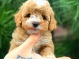 Xxs en İyi̇ Görsele Sahi̇p Gerçek Malti̇poo (Tüy Dökmez )