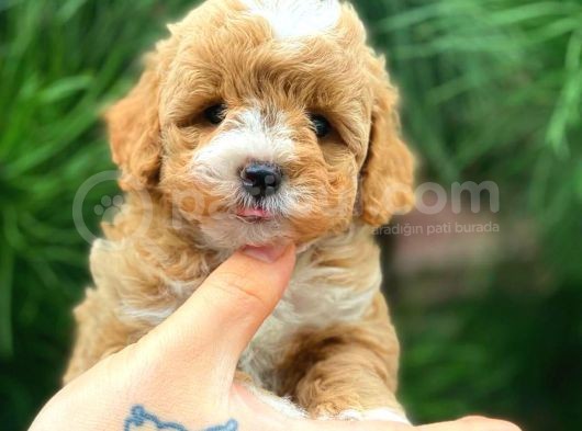 Xxs En İyi̇ Görsele Sahi̇p Gerçek Malti̇poo (Tüy Dökmez )